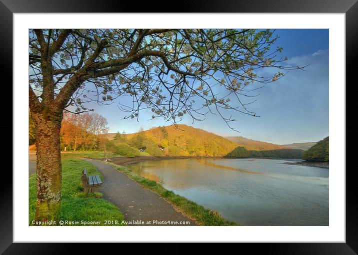 Early morning sunlight by the West Looe River Framed Mounted Print by Rosie Spooner