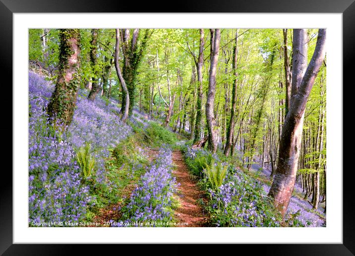 Bluebells woods near  Looe in South East Cornwall Framed Mounted Print by Rosie Spooner