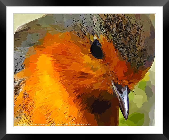 A beautiful close up view of a robin  Framed Mounted Print by Rosie Spooner