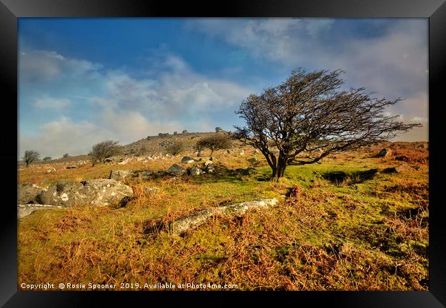 Stowes Hill and wind blown tree on Bodmin Moor Framed Print by Rosie Spooner