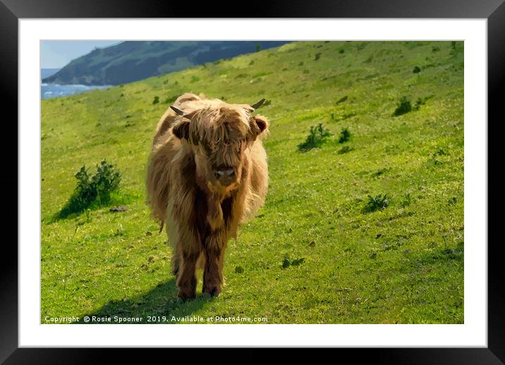 Young Highland Cow Framed Mounted Print by Rosie Spooner