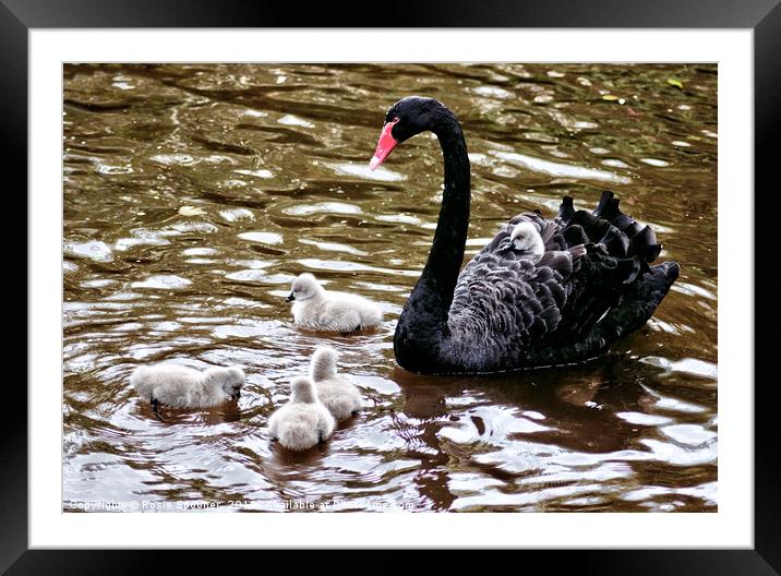 Four day old Black Swan cygnets at Dawlish Brook Framed Mounted Print by Rosie Spooner