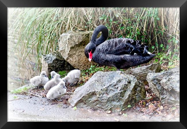 Black Swan Cygnets at Dawlish Brook in South Devon Framed Print by Rosie Spooner