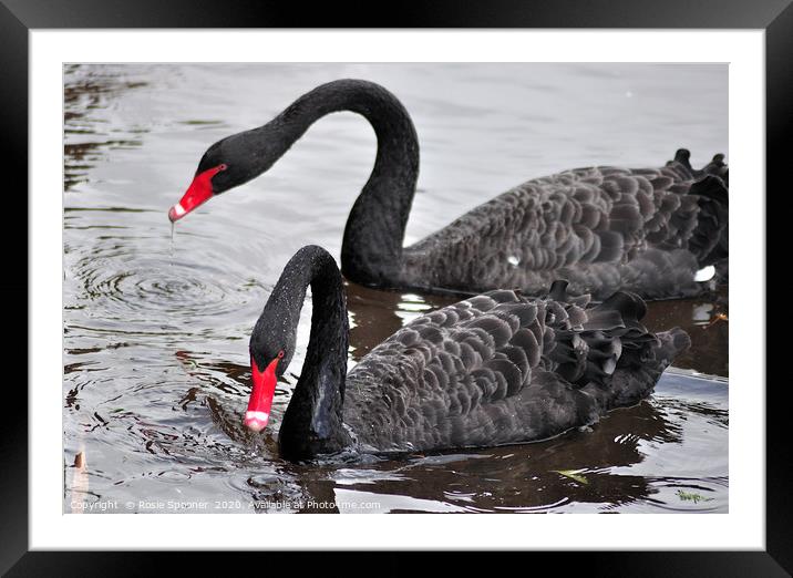 Black Swans at Dawlish Brook Framed Mounted Print by Rosie Spooner