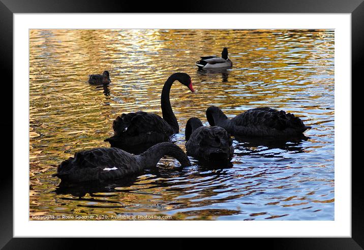 Black Swan family at Dawlish Brook in South Devon Framed Mounted Print by Rosie Spooner