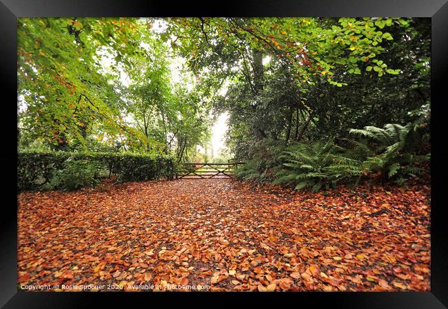 Autumn leaves  Framed Print by Rosie Spooner