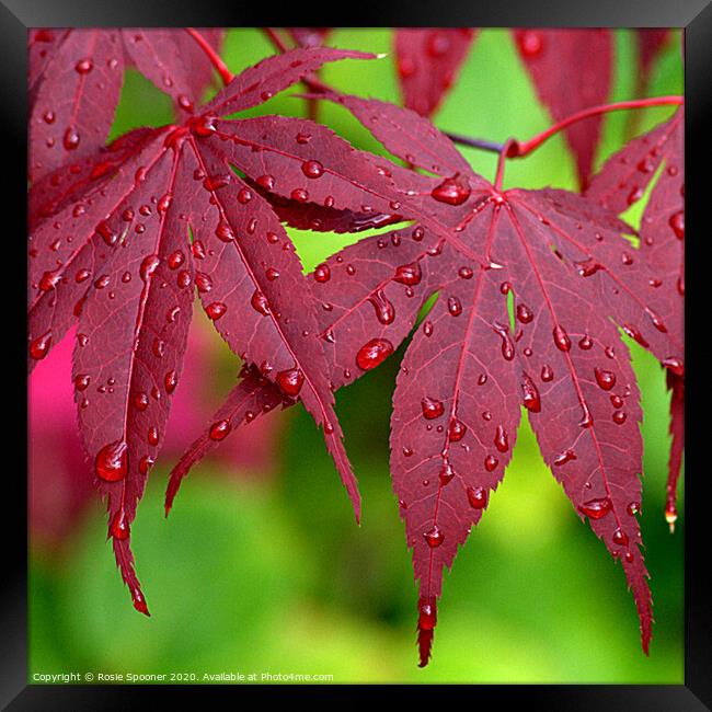 Raindrops on Red Leaves Framed Print by Rosie Spooner