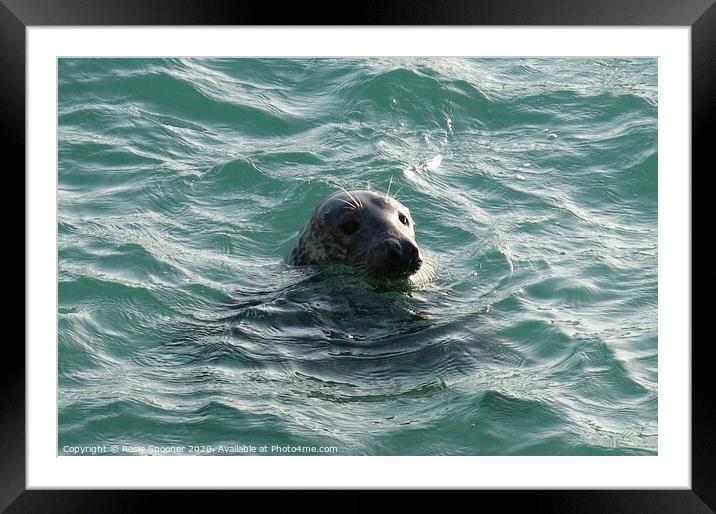 Seal in Turquoise water Framed Mounted Print by Rosie Spooner