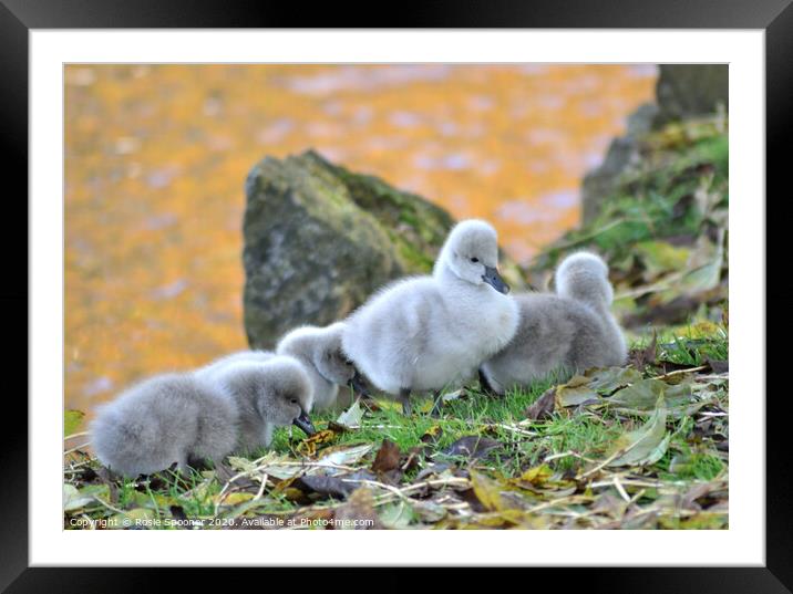 Black Swan cygnets at Dawlish Brook Framed Mounted Print by Rosie Spooner