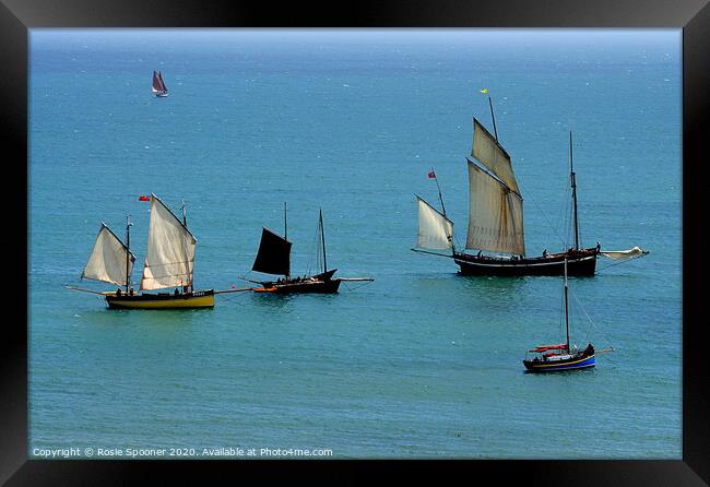 Luggers during Regatta at Looe Framed Print by Rosie Spooner