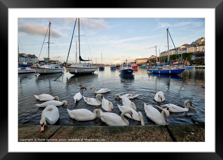 Swans gather at Brixham as the sun goes down Framed Mounted Print by Rosie Spooner