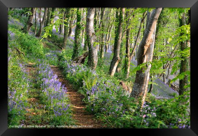 Path into the bluebell woods in Cornwall Framed Print by Rosie Spooner