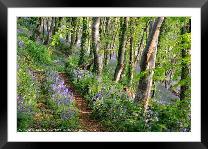 Path into the bluebell woods in Cornwall Framed Mounted Print by Rosie Spooner