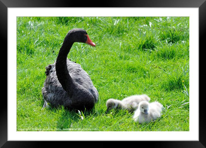 Black Swan and cygnets at Dawlish Framed Mounted Print by Rosie Spooner