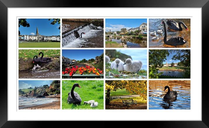 Dawlish Views and Black Swans through the season Framed Mounted Print by Rosie Spooner