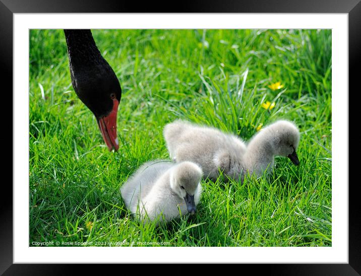 Black Swan and two young cygnets Framed Mounted Print by Rosie Spooner