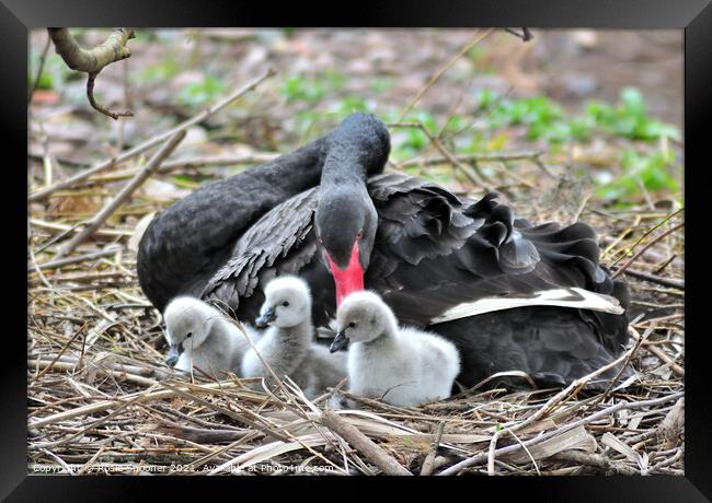 Black Swans and three day old cygnets Framed Print by Rosie Spooner