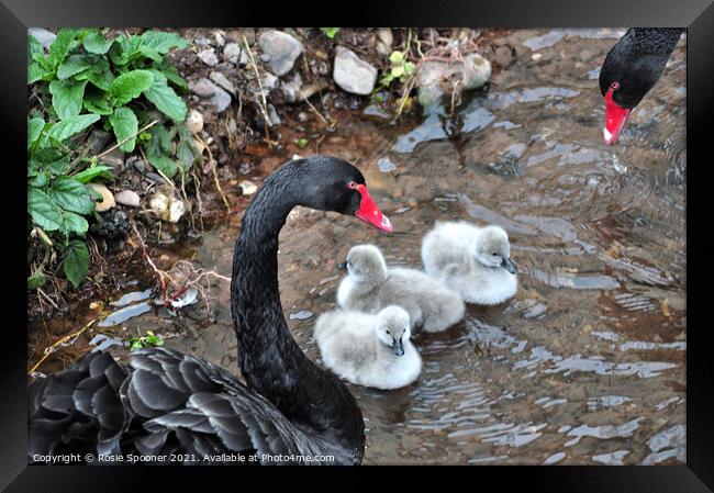 Black Swan cygnets first swim at Dawlish  Framed Print by Rosie Spooner