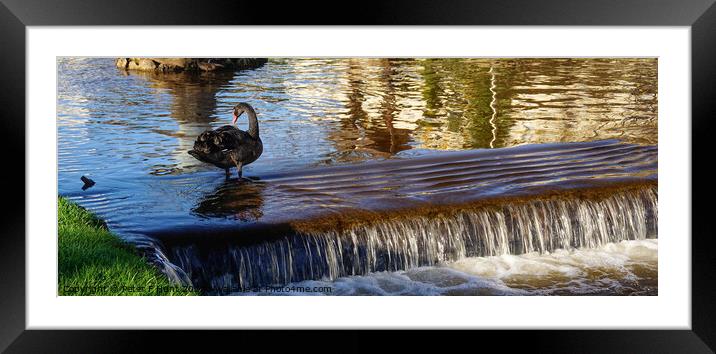 Black Swan On The Brook Dawlish Framed Mounted Print by Peter F Hunt