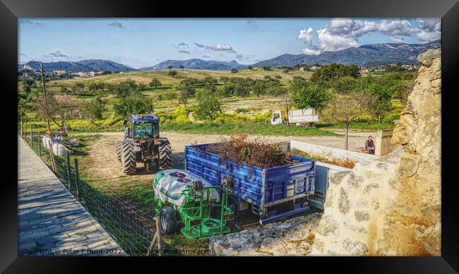Farming In The Foothills Of Mallorca Framed Print by Peter F Hunt