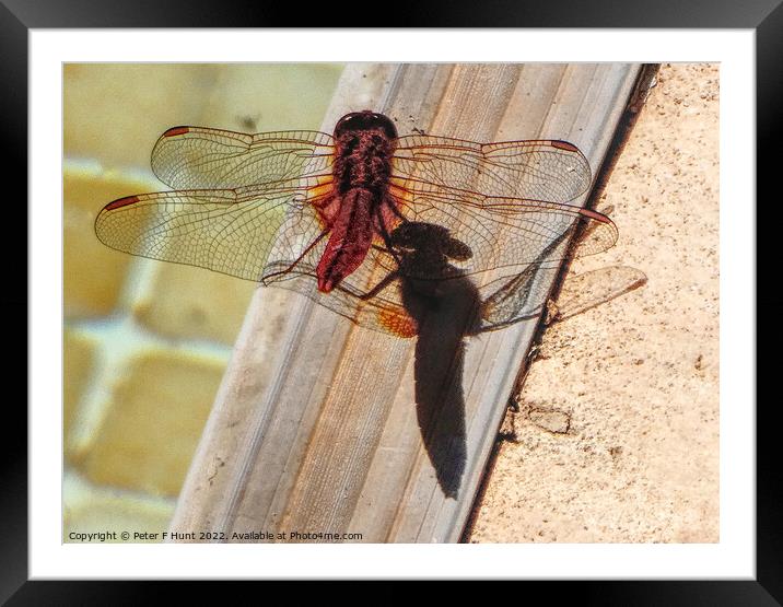 Dragon Fly And Shadow Framed Mounted Print by Peter F Hunt