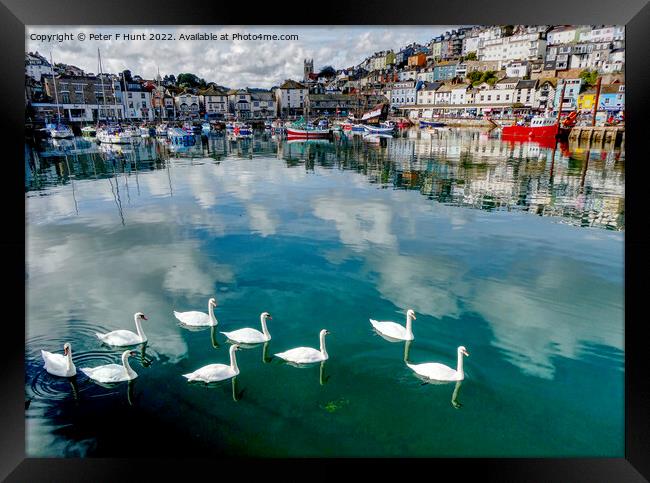Reflections And Swans In The Harbour Framed Print by Peter F Hunt
