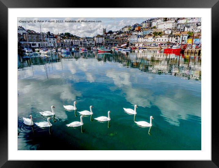 Reflections And Swans In The Harbour Framed Mounted Print by Peter F Hunt
