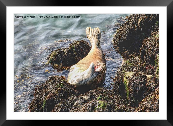 A Grey Seal Posing On The Rocks Framed Mounted Print by Peter F Hunt