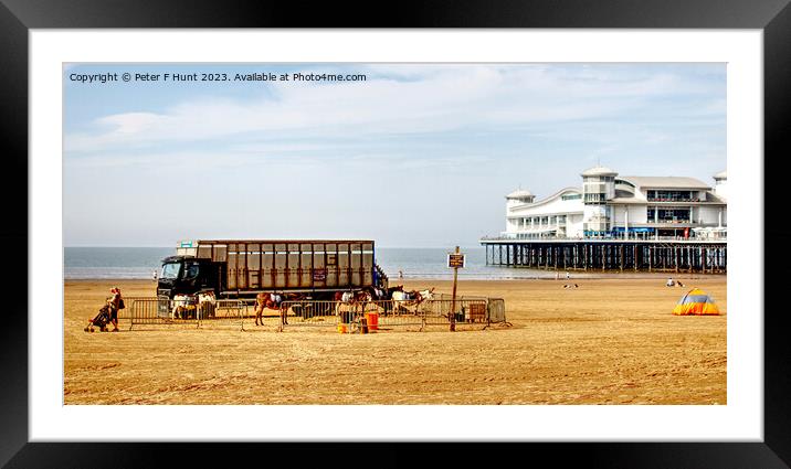 Beach Donkey Rides And A Pier Framed Mounted Print by Peter F Hunt