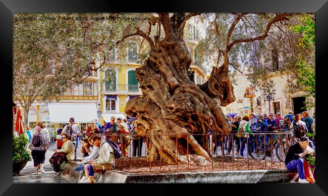 Palma Mallorca The Old Olive Tree Framed Print by Peter F Hunt