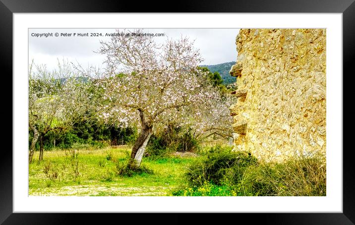 Almond Tree Blossom Time in Mallorca Spain Framed Mounted Print by Peter F Hunt