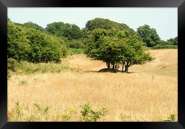 The Hot Summer in Devon Framed Print by Peter F Hunt