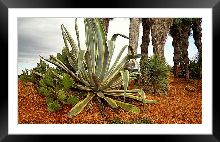 Mallorca Cacti Framed Mounted Print by Peter F Hunt