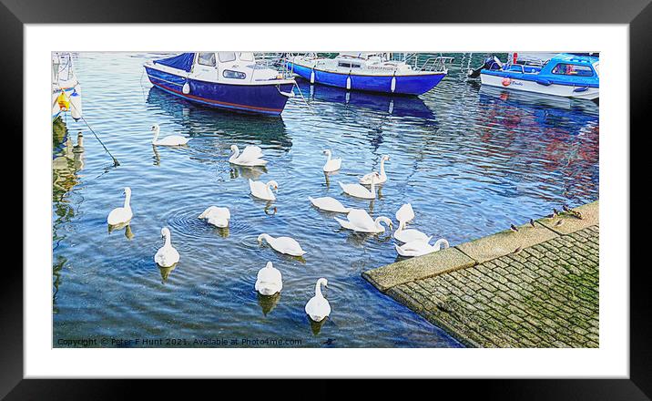 Swans in Brixham Harbour Framed Mounted Print by Peter F Hunt