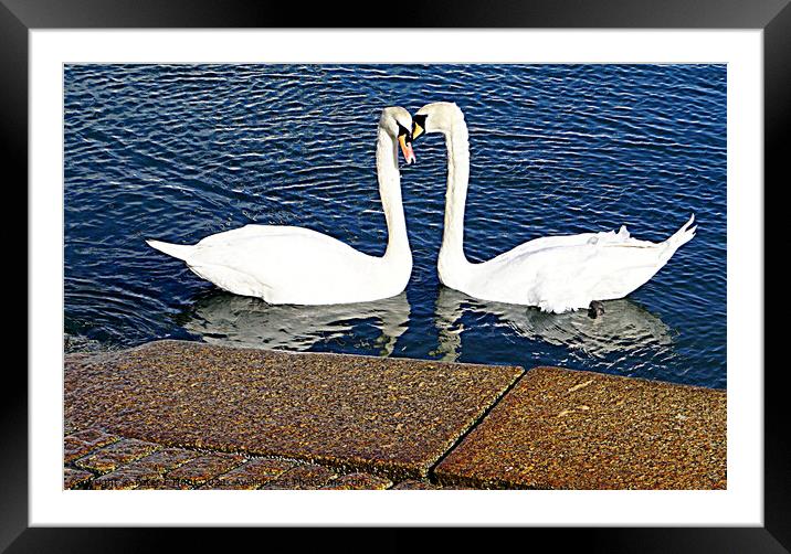 Brixham Two Swans Framed Mounted Print by Peter F Hunt