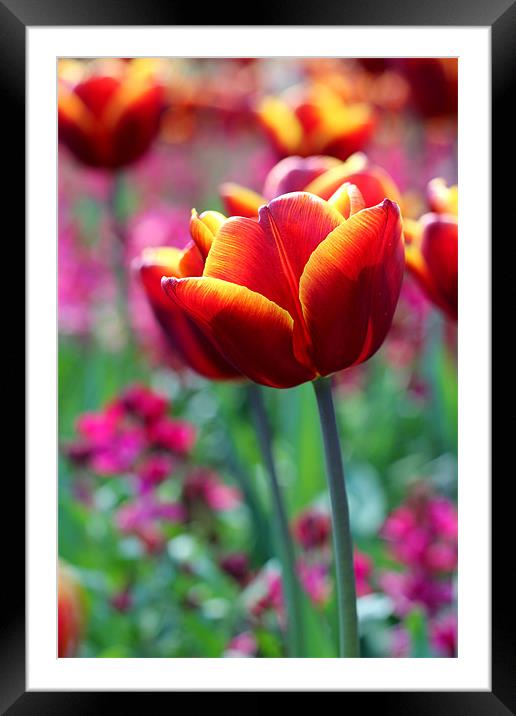 Tulip Framed Mounted Print by phillip murphy