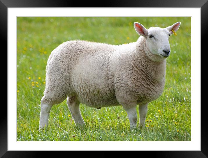 Adult sheep Framed Mounted Print by Lloyd Fudge
