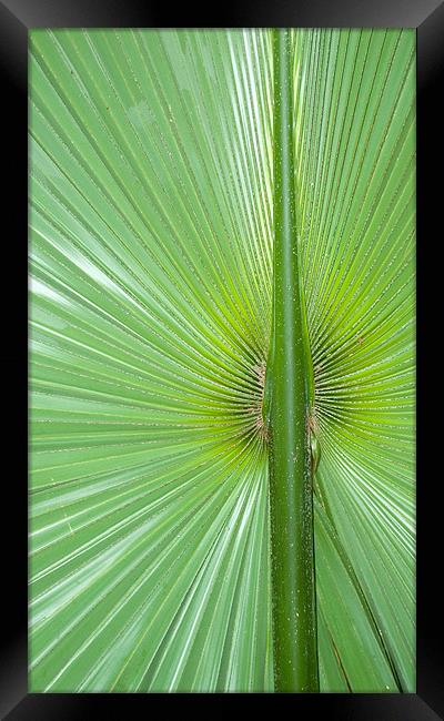 large palm leaf Framed Print by Lloyd Fudge