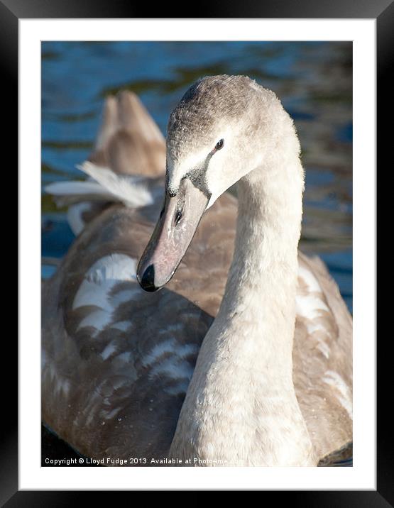 young cygnet on water Framed Mounted Print by Lloyd Fudge