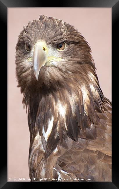 Large scottish sea eagle Framed Print by Lloyd Fudge