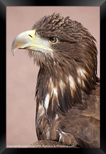 profile of sea eagle Framed Print by Lloyd Fudge