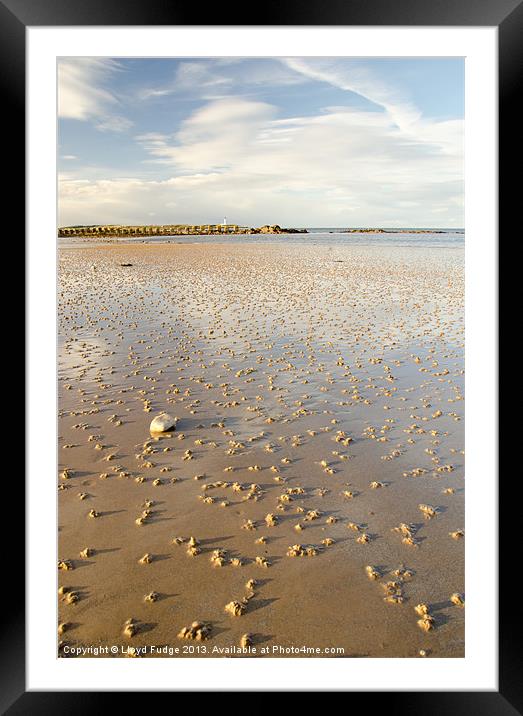 worms emerging on Lossiemouth beach Framed Mounted Print by Lloyd Fudge