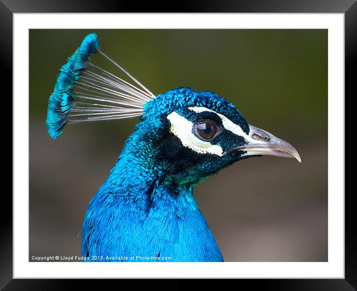 male peacock profile Framed Mounted Print by Lloyd Fudge