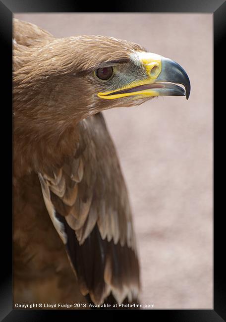 Golden Eagle about to take off Framed Print by Lloyd Fudge