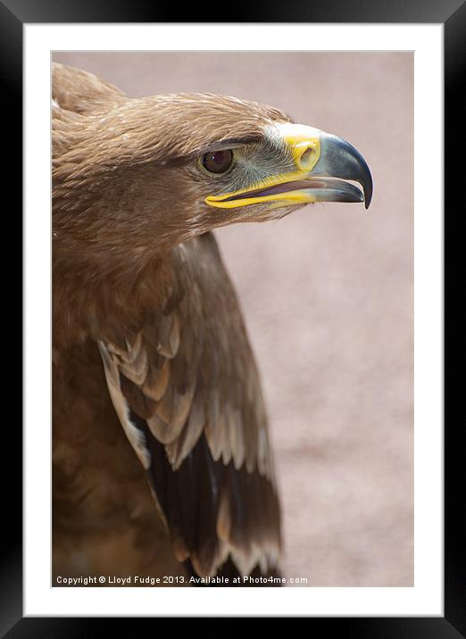 Golden Eagle about to take off Framed Mounted Print by Lloyd Fudge