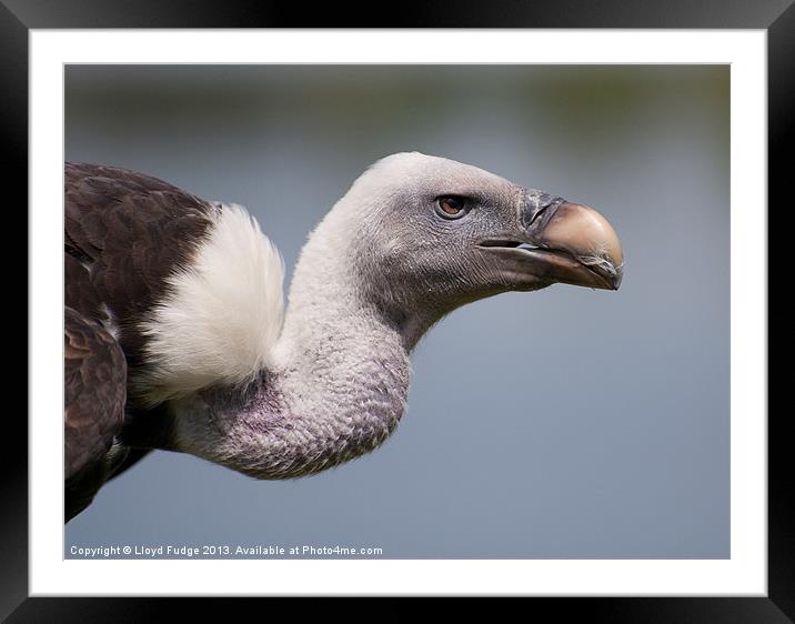 adult vulture Framed Mounted Print by Lloyd Fudge
