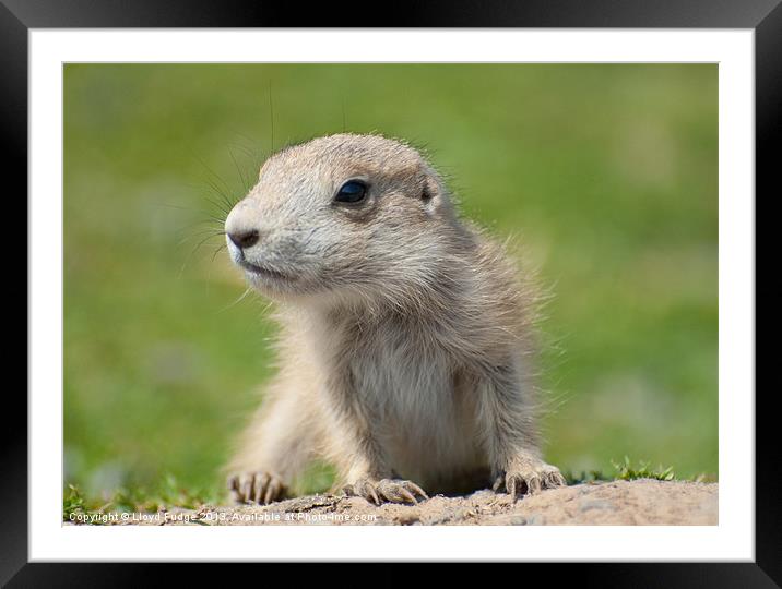 baby prairie dog on green grass Framed Mounted Print by Lloyd Fudge