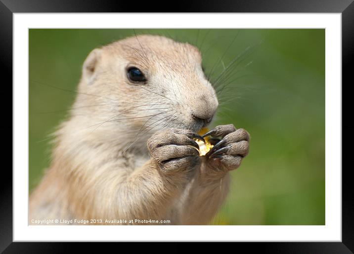 young prairie dog eating corn Framed Mounted Print by Lloyd Fudge