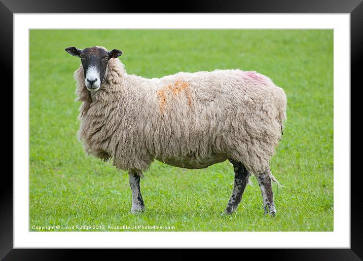 adult sheep stood in field Framed Mounted Print by Lloyd Fudge