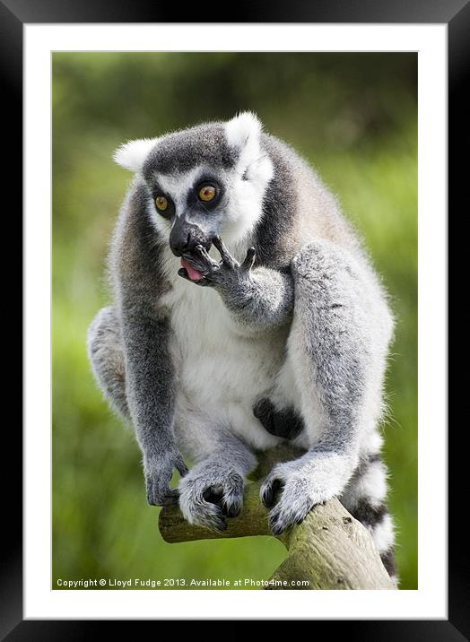 ringed tailed lemur licking his fingers Framed Mounted Print by Lloyd Fudge
